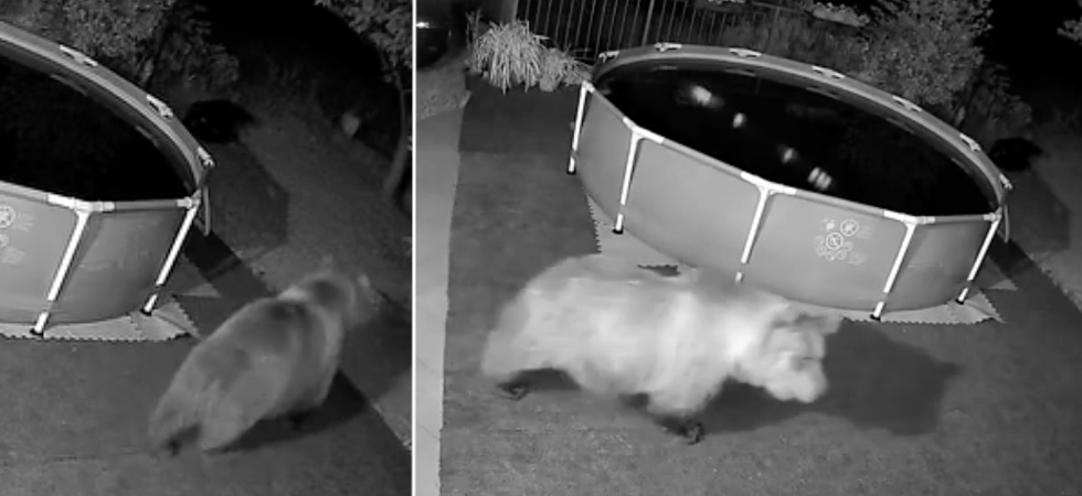 L'orso entra in giardino e si avvicina alla piscina, le immagini della videocamera di sorveglianza